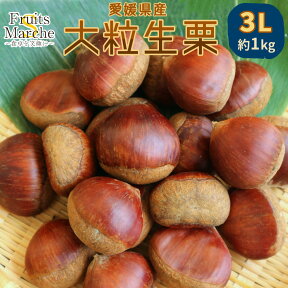 【2kg以上ご購入で送料無料！】栗 生栗 大粒 1kg 愛媛県産 3Lサイズ 生 くり （1kgの御注文は別途送料加算 / 北海道・沖縄県は別途送料加算）