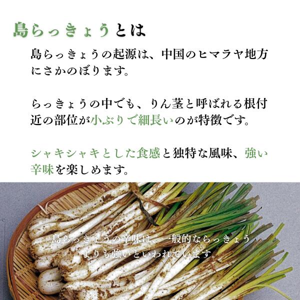 【送料無料】【産地厳選】島らっきょう 大きさおまかせ 1パック 約150g【ネコポス】