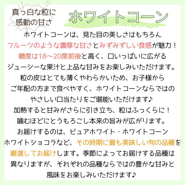 菜S フルーツマルシェの【送料無料】【産地厳選】ホワイトコーン　大きさお任せ　1箱　約4kg(北海道沖縄別途送料加算)｜アングル2