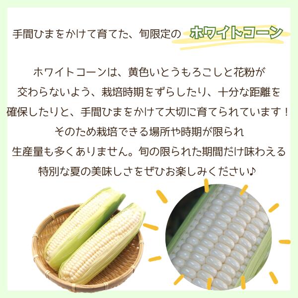菜S フルーツマルシェの【送料無料】【産地厳選】ホワイトコーン　大きさお任せ　1箱　約4kg(北海道沖縄別途送料加算)｜アングル3