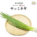 【送料別】【西日本産】やっこネギ べっぴんネギ 1パック 約100g 【野菜詰め合わせセットと同梱で送料無料】