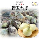 【送料無料】【長崎県産】新玉ねぎ 大玉 約10kg(北海道沖縄別途送料加算)
