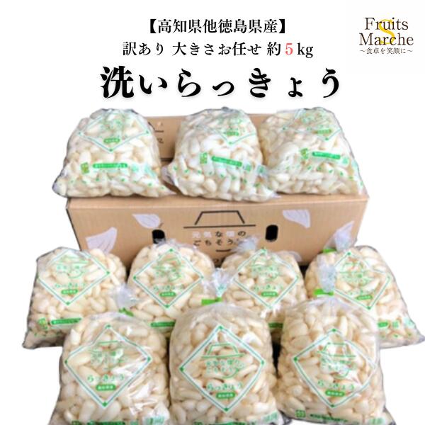 【送料無料】【高知県他徳島県産】訳あり　洗いらっきょう　大きさお任せ　約5kg(北海道沖縄別途送料加算)のサムネイル