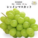 【送料無料!】シャインマスカット ぶどう 1~2房 約1kg 秀品 大粒限定 産地厳選 送料無料 (北海道・沖縄県は別途送料加算)