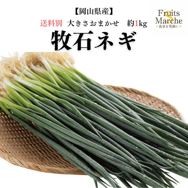 【送料別】【岡山県産】牧石ネギ 約1kg【野菜詰め合わせセットと同梱で送料無料】