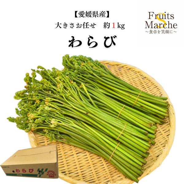 其它 - 【送料無料】【愛媛県産】わらび　大きさお任せ　約1kg　（北海道沖縄別途送料加算）