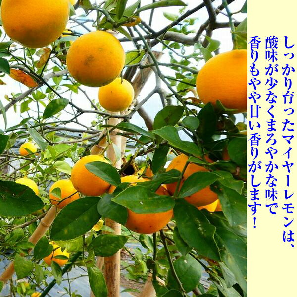 ������̵���ۡ�ʼ�˸�øϩ�绺�۽��ʡ��ޥ��䡼������5kg(�̳�ƻ�������������û�)