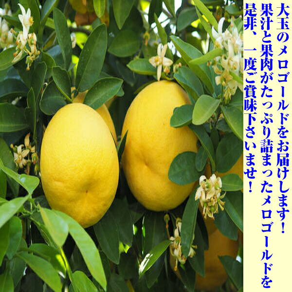 ������̵���������� ���������� ���졼�ץե롼�� �礭����Ǥ�� ��5kg 1Ȣ ������������ ����ꥫ ����ե���˥��� ����̵�����̳�ƻ�����츩�����������û���