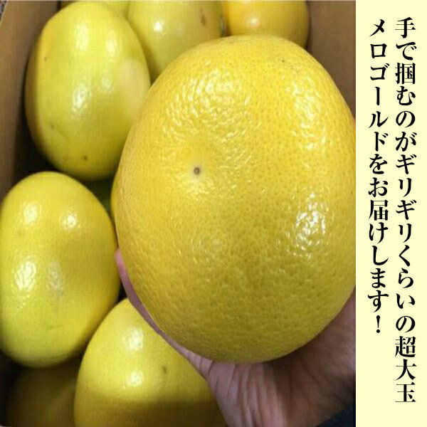 ������̵���ۥ��������� ���졼�ץե롼�� Ķ��� ��15kg ������ 1Ȣ ������������ ����ꥫ ����ե���˥��� ����̵�����̳�ƻ�����츩�����������û���