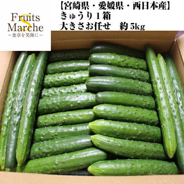 【送料無料】【宮崎県・愛媛県・西日本産】きゅうり　1箱　大きさお任せ　約5kg（北海道沖縄別途送料加算）冷やしきゅうり/きゅうり食べるだけダイエット/胡瓜/漬物/キムチ/野菜/やさい/キュウリ/豚ときゅうりの和え物/酢物/もろきゅう/春のお彼岸/春分の日/お花見