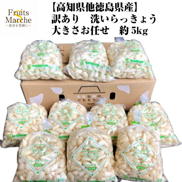 土らっきょう ”鳥取産 砂丘らっきょう” 秀品 Lサイズ 約5kg【予約 5月末以降】 送料無料