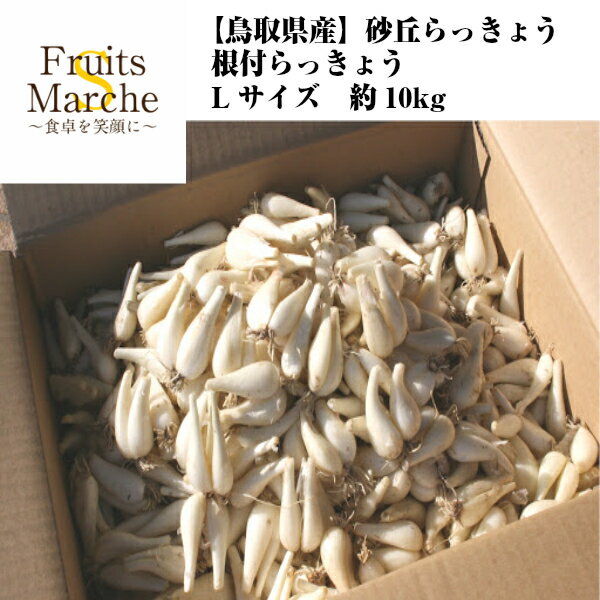 【送料無料】【鳥取県産】砂丘らっきょう　根付らっきょう　地理的表示保護制度登録商品　Lサイズ　約10kg (北海道沖縄別途送料加算)のサムネイル