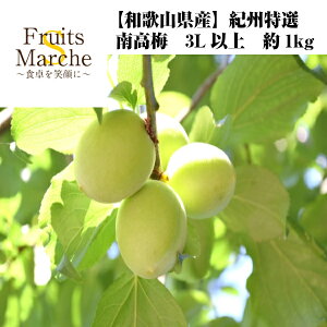 【送料別】【和歌山県産】紀州特撰　南高梅　3L以上　約1kg【2kg以上のご購入でクール便送料無料】(北海道沖縄別途送料加算)大玉限定/梅酒/果物/フルーツ/デザート/果物/父の日/敬老の日/梅ジャム/梅干し/梅ジュース/母の日/野菜宅配/暑中見舞い/残暑見舞い/お中元/ギフト