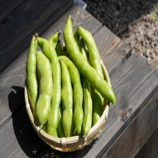 【送料無料】【長崎県産他西日本産】そら豆　大きさおまかせ　約4kg(北海道沖縄別途送料加算) 3