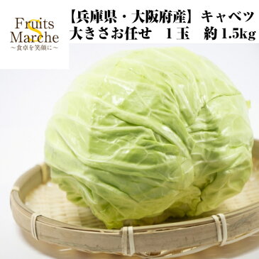 【送料別】【兵庫県・大阪府産】キャベツ　大きさお任せ　1玉　約1.5kg【野菜詰め合わせセットと同梱で送料無料】千切り/苗/種/やみつきキャベツ/塩だれキャベツ/サラダ/炒め物/野菜/葉物野菜/中元/漬物/正月/お歳暮/歳暮