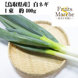 【送料別】【鳥取県産】白ネギ　1束 大きさお任せ 約400g 【野菜詰め合わせセットと同梱で送料無料】