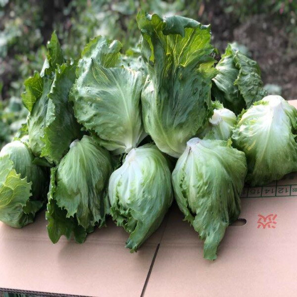 �������̡ۡ�ʼ�˸�����øϩ��쥿�����礭����Ǥ����1�� ����ڵͤ��碌���åȤ�Ʊ��������̵����