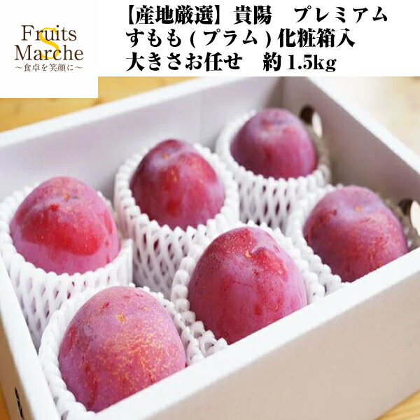【送料無料】【産地厳選】貴陽　プレミアムすもも(プラム)　化粧箱入　大きさお任せ　約1.5kg(北海道沖縄別途送料加算)のサムネイル