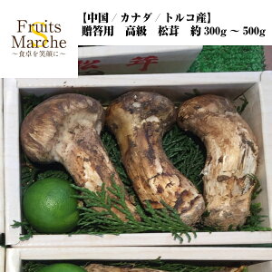 【クール便送料無料】【中国/カナダ/トルコ産】贈答用　高級　松茸　約300g〜500g(北海道沖縄別途送料加算)まいたけ/きのこ/キノコ/椎茸/マツタケ/マツタケオール/最高峰/トリュフ/香りまつたけ/味しめじ/お吸い物/松茸ごはん/汁物/焼き/煮物/冬の味覚/冬のご当地グルメ