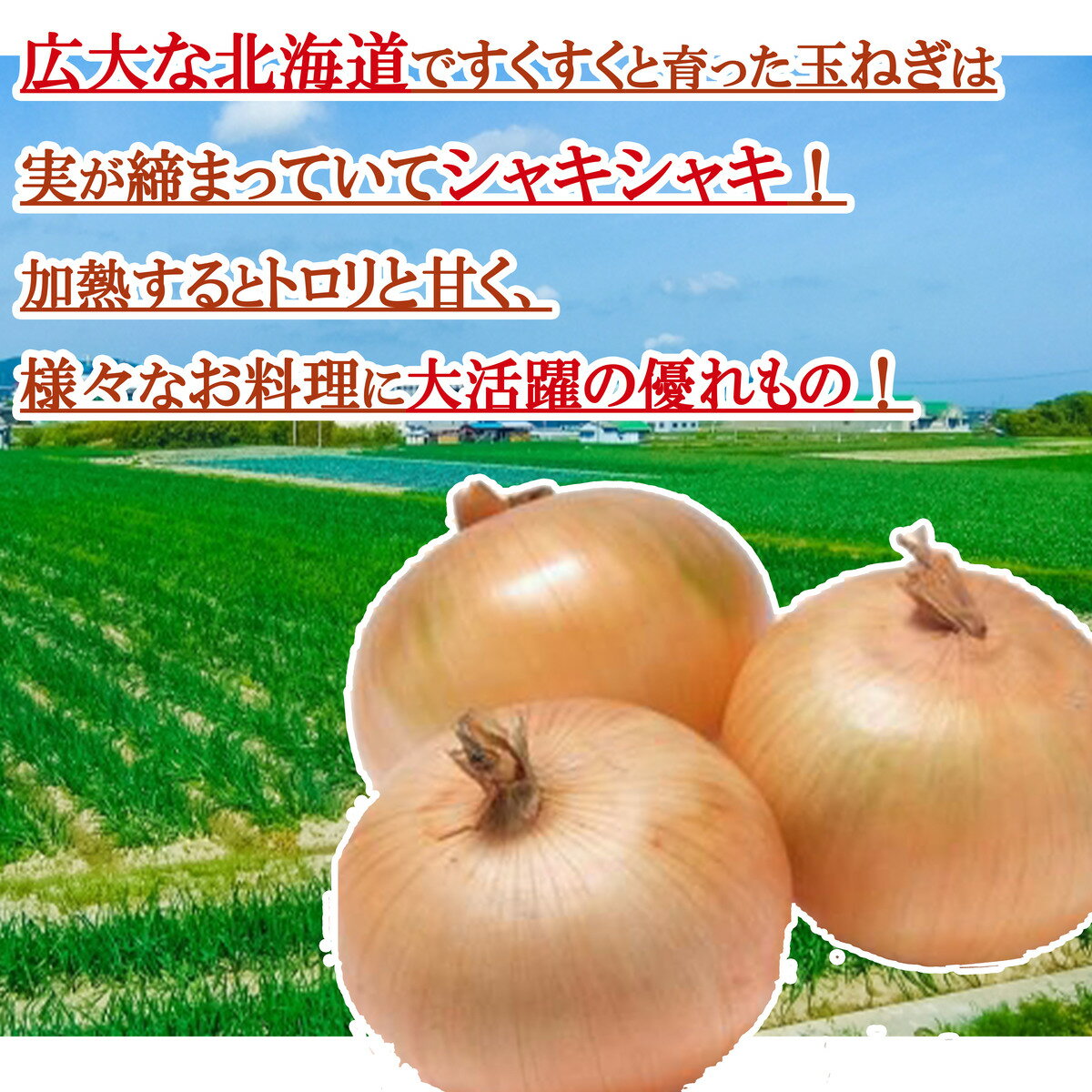 【送料無料】【北海道産】玉ねぎ　Lサイズ　約5kg(北海道沖縄別途送料加算)