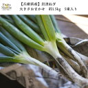 【送料無料】【兵庫県産】岩津ねぎ 大きさおまかせ 約1.5kg 5束入り(北海道沖縄別途送料加算)