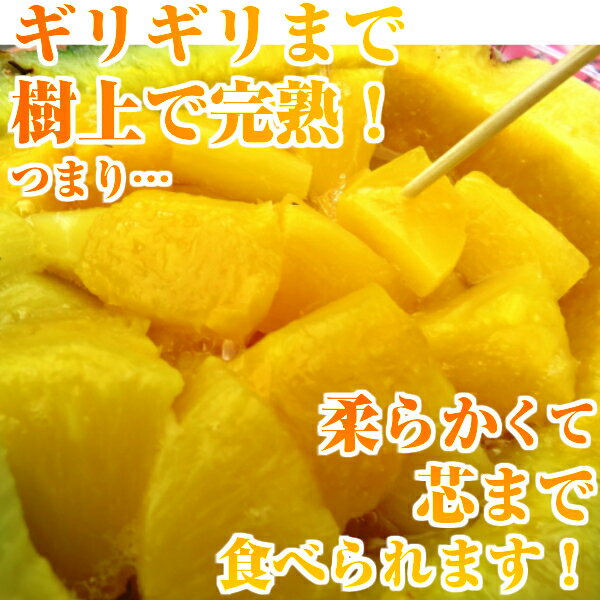【送料無料】台湾パイナップル 完熟 金鑚パイン 2〜3玉 大きさお任せ 約2.5kg〜3kg...