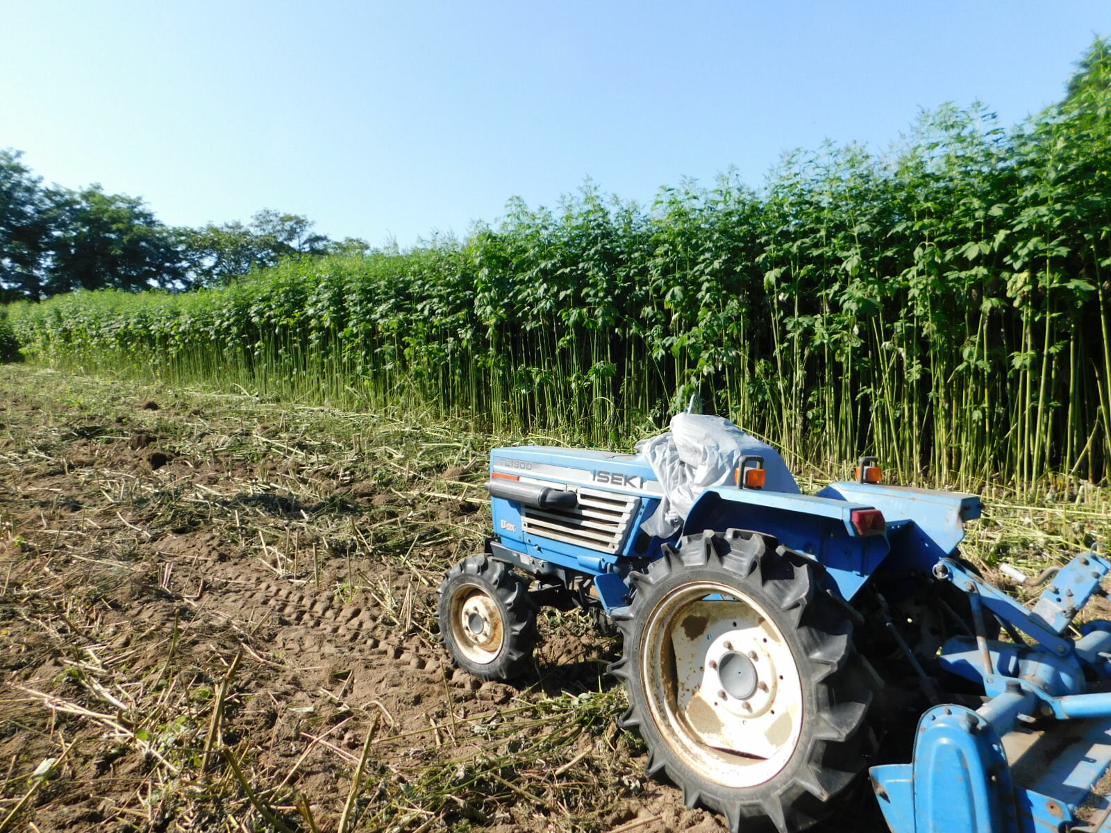 2022年度産 じゃがいも キタアカリ 3kg 食用 木村秋則式自然栽培 自然栽培 無農薬 無肥料 自然農法 オーガニック 有機JAS取得農家 青森県 生産者 佐々木健康自然農園 佐々木友彦 自家採取種芋