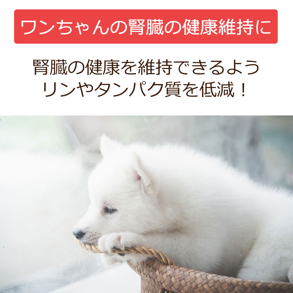 【初回お試しサンプル・送料無料】犬用療法食・腎臓の健康サポート100g入り・Dr.宿南のキセキのごはん（鹿肉ドッグフード/ベニソン/国産/無添加/デイリースタイル/犬/獣医師開発）※1世帯1個限り