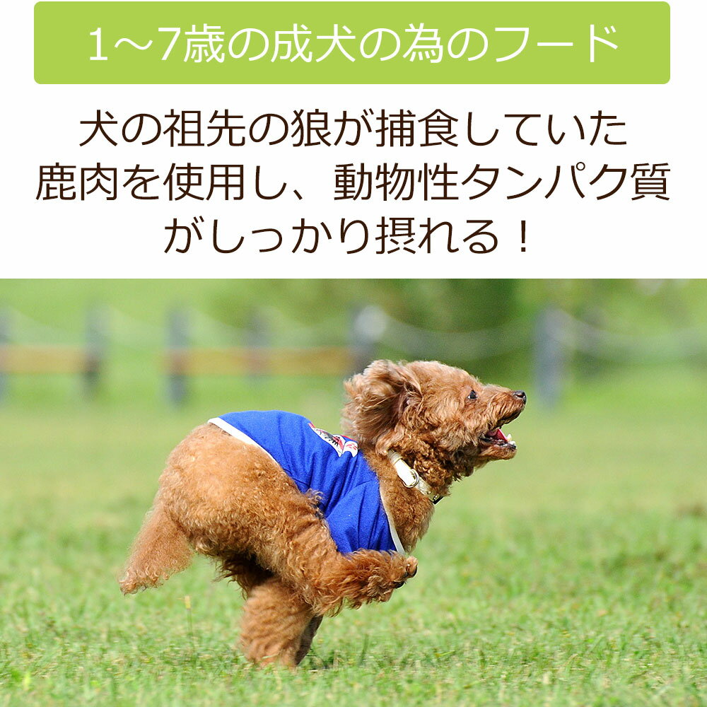 【初回お試しサンプル・送料無料】DailyStyle プレミアムドッグフード成犬用 1歳〜7歳未満 100g 全犬種用 デイリースタイル ベニソン 国産 無添加 鹿肉ドッグフード 犬 獣医師開発 ※1世帯1個限り