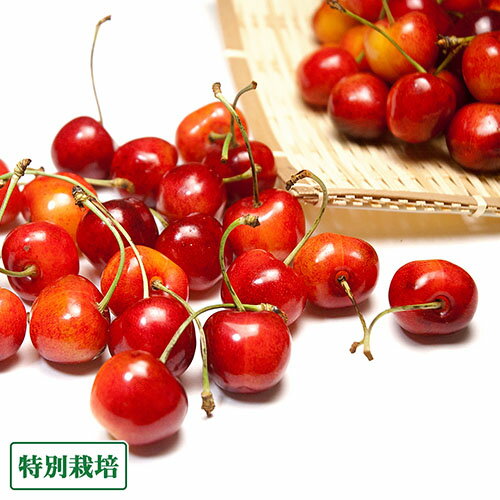 【予約商品】さくらんぼ 紅秀峰 1kg×2箱 特別栽培 (山形県 森谷果樹園) 産地直送のサムネイル