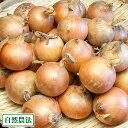 玉ねぎ 3kg (2S~3Sサイズ) 自然農法 (兵庫県淡路島 花岡農恵園) 産地直送