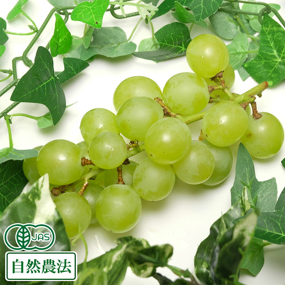 ◆こちらの商品は水曜日・金曜日の発送となります。◆ ◆日付指定が行えませんのでご了承下さい。◆ 【数量限定出荷、奇跡の有機JAS・然農法栽培ぶどう】 『日本で数件、化学合成された農薬や肥料を使用しない自然農法認証を受けている奇跡のぶどうです!!』 産地直送・送料無料でお届けとなります。 ■　内容 品種;多摩ゆたか 内容;1kg(2〜3房) ・農薬、化学肥料を使わない無肥料栽培の有機JAS・自然農法認定ぶどうで、贈答用にもお勧めです。 また、実が柔らかく皮が薄く多汁のため実が裂けやすい品種のためお使い物に使う場合は予めご了承くださいませ ■　特徴 ・農薬、化学肥料を使わない無肥料栽培の有機JAS・自然農法認定ぶどうです。 ・多摩ゆたかは東京生まれの黄緑色のぶどうで、果肉は半透明のクリーム色でしっかりとした締りが有り、噛むと優しい歯ざわりが感じられます。 ・とてもジューシーで甘みと酸味のバランスがよく、さわやかで上品な味わいです。 ・デリケートな商品ですので、可能な限り努力しますが、商品の特性上対応しきれない場合もございます。 　粒が外れやすく、脱粒がある、若干の潰れがあるなどはご了承を頂きたく存じます。 　※箱が潰れていたな どの配送中の事故に関しましては対応致します。 　大変恐縮ですが、これらをご理解頂ける方のみのご注文をお願いいたします。 ■栽培方法:有機JAS・自然農法 ■産地:宮城県 ■生産者:後藤ぶどう園　後藤固 ◆沖縄県へのお届けは別途送料1000円いただいております。予めご了承ください。 (条件によりますが各地離島へのお届けも別途送料が発生する場合があり、ご連絡での対応となります。)農薬、化学肥料を使わない有機JAS・自然農法栽培ぶどう 宮城から産地直送！安心安全のぶどう 後藤ぶどう園では、高墨、紅伊豆、多摩ゆたか、スチューベンなどを栽培しています。 約20年になるぶどうの樹は、開園当初から農薬、化学肥料を使わない自然農法栽培に取り組み、皆さまに喜んで貰えるよう「安心、安全、美味しい」をモットーに栽培に取り組んでいます。 美味しいぶどうをお届けするために、完熟したものの実収穫をして皆さまにお届け！ 自信を持って、そのまま生食をおすすめします。