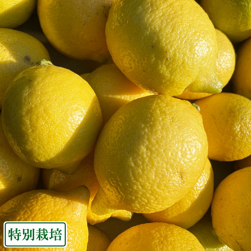 【A・B品サイズ混合】レモン(リスボン) 3kg 県特別栽培 (熊本県 オレンジヒルズ) 産地直送