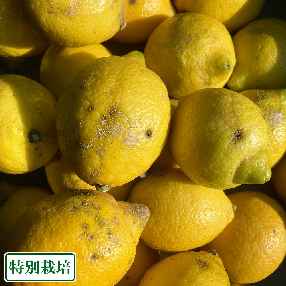 Other - 【加工用サイズ混合】レモン(リスボン) 3kg 県特別栽培 (熊本県 オレンジヒルズ) 産地直送