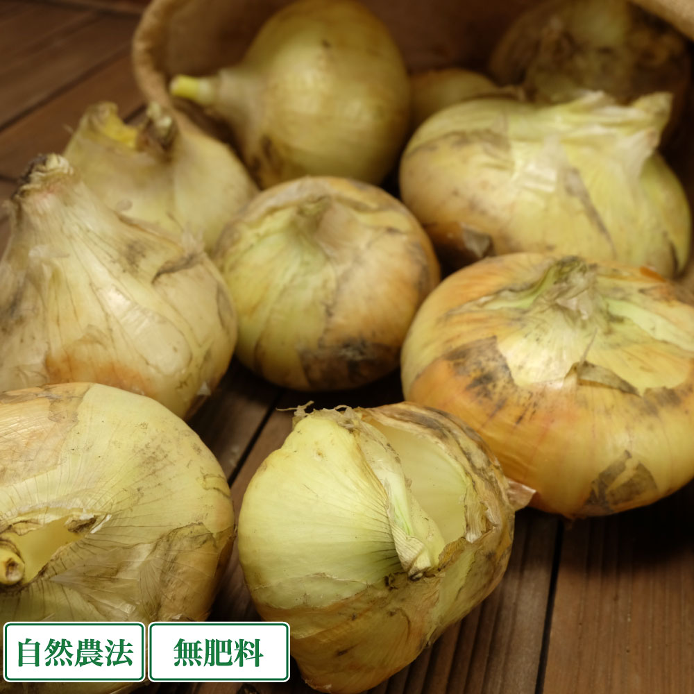 【サイズ混合・訳あり】新玉ねぎ 10kg 自然農法 無肥料 (兵庫県淡路島 花岡農恵園) 産地直送