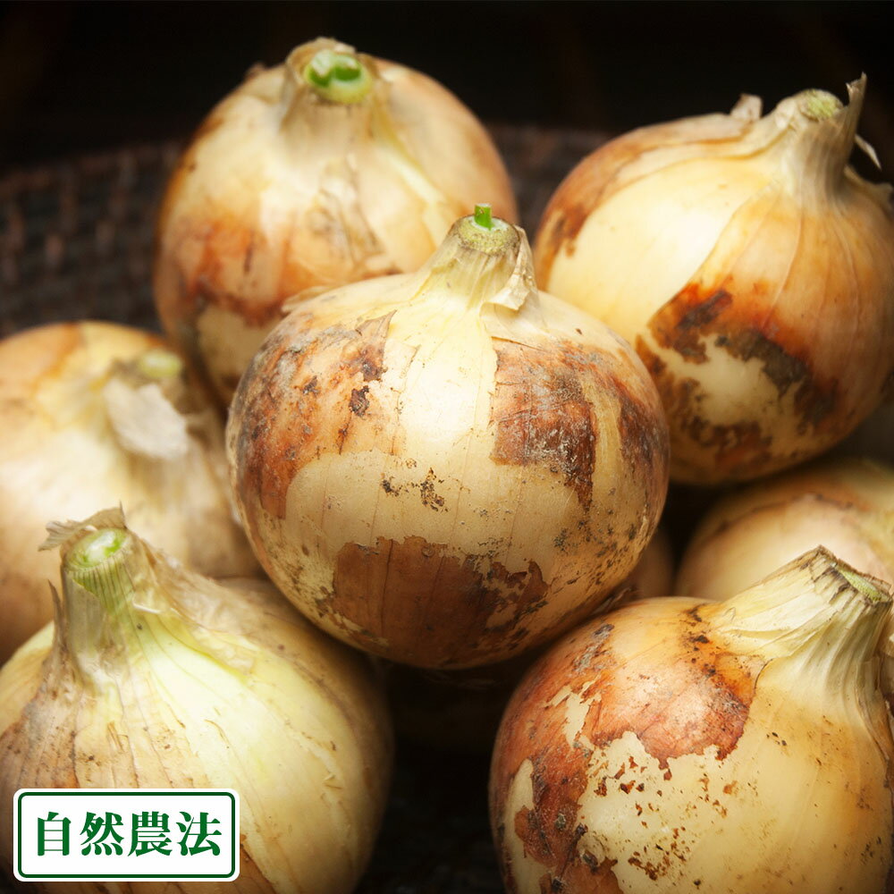 新玉ねぎ 約5kg S～Mサイズ 自然農法 (沖縄県 大宜味農場) 産地直送