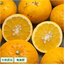 【B品】 甘夏 5kg 自然農法 無施肥 (