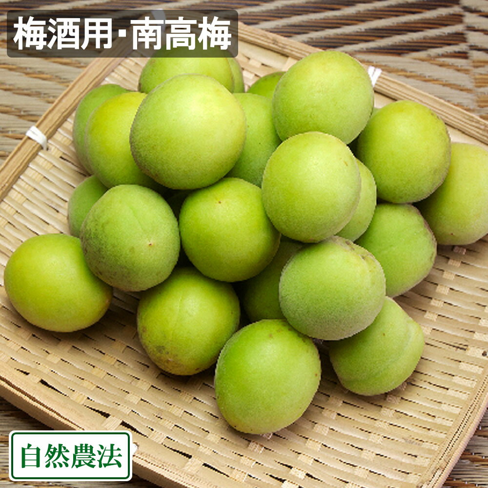 【予約・クール便】 梅酒用・南高梅(M〜3Lサイズ混合) 10kg 自然農法 (広島県 万汐農園) 産地直送