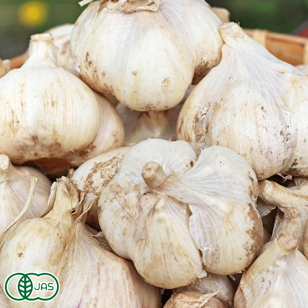 有機乾燥完熟にんにく 1kg 有機JAS (北海道 滝本農場) 産地直送 乾燥にんにくのサムネイル