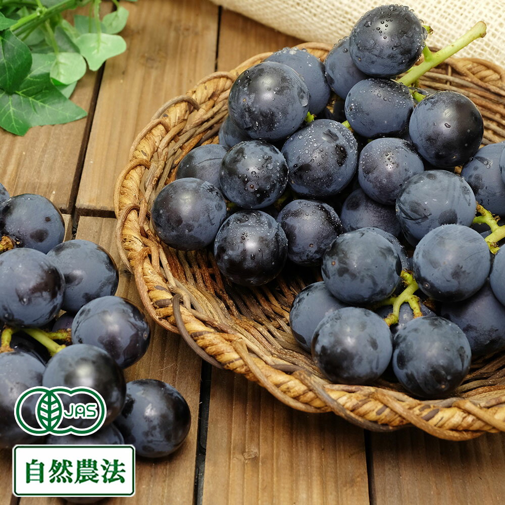 【クール便】有機ぶどう 高墨 1kg 有機JAS・自然農法 (宮城県 後藤ぶどう園) 産地直送