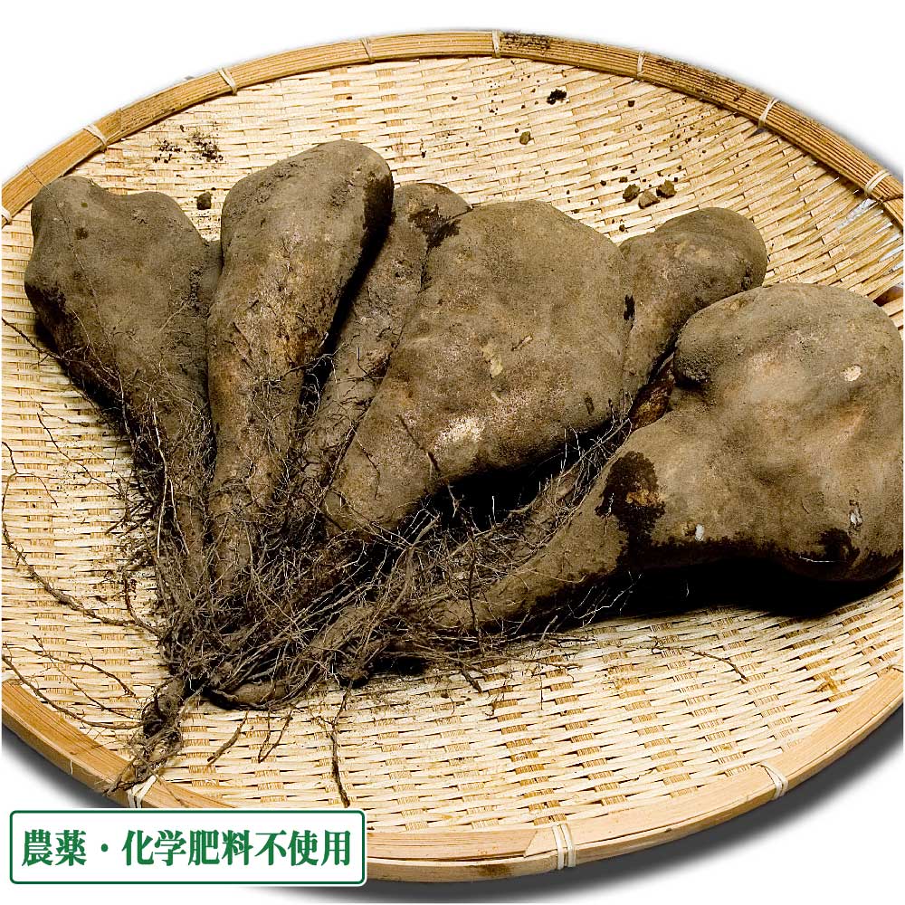 短形自然薯 (土付き) 3kg 農薬不使用 