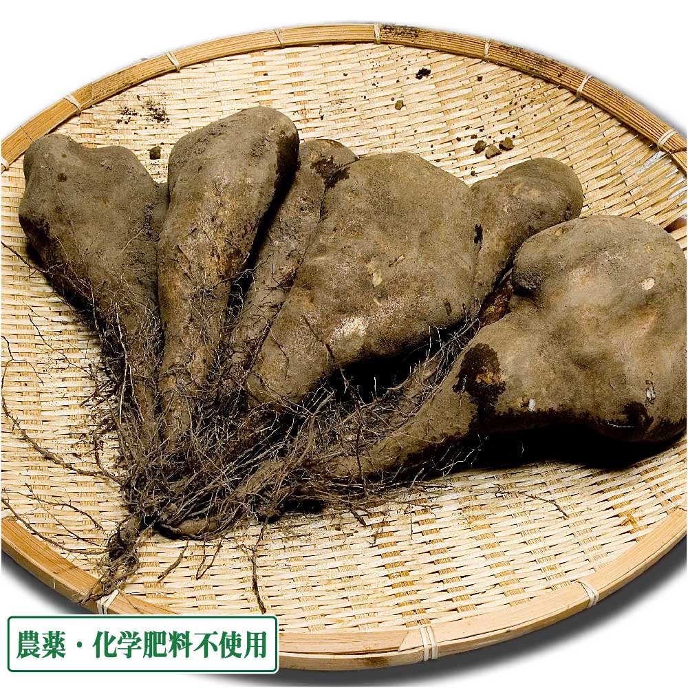 短形自然薯 (土付き) 3kg 農薬不使用 (青森県 須藤農園) 産地直送