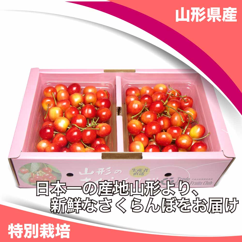 【早割予約】佐藤錦 贈答用 1kg 特別栽培 (山形県 森谷農園) さくらんぼ 産地直送