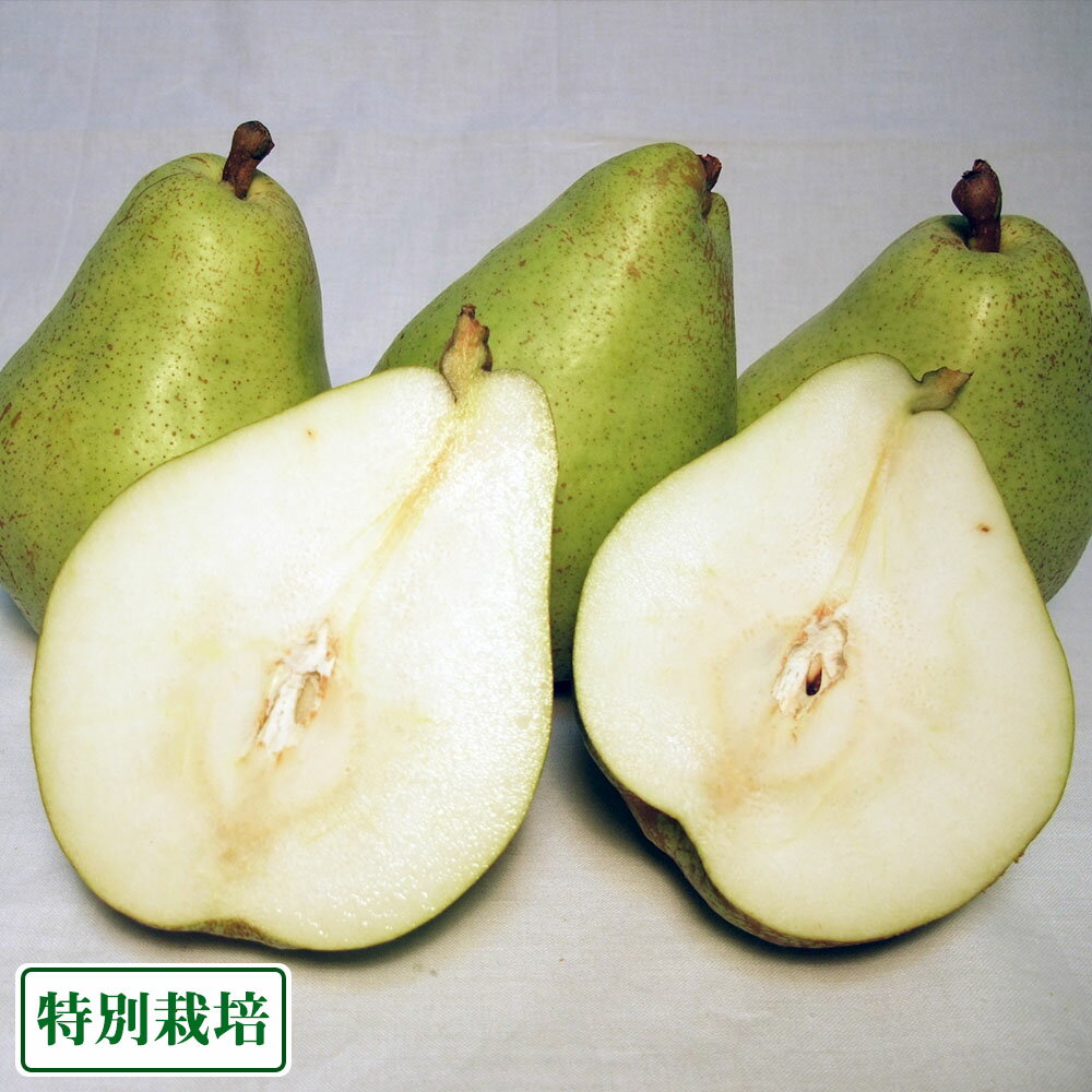 【10月中はP10倍！要エントリー】バラード（洋ナシ） 3kg×2箱 特別栽培 (長野県 さんさんファーム) 産地直送
