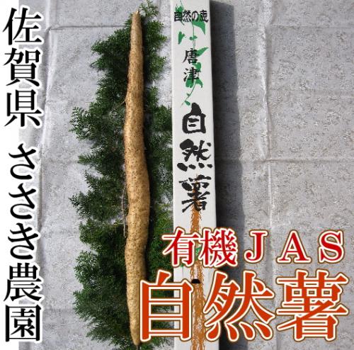 自然薯 贈答用1本(約1kg前後)(佐賀県 ささき農園)有機JAS無農薬野菜 産地直送