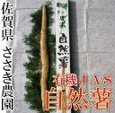 【有機JAS認定の無農薬自然薯はご贈答にもおすすめです】 佐賀県から送料無料・産地直送でのお届けとなります。 ■　内容 有機JAS自然薯　贈答用箱入り1本(約1kg前後) 国内で最初に自然薯の有機JAS認証を取得したささき農園さんの自然薯。 認証を取得するために検査員との試行錯誤を行い実現させた品です。 ■　商品説明 ・佐賀県産の有機JAS認定の農薬、化学肥料を使わない健康自然薯です。 ・自然薯は山菜の王様と呼ばれるほど栄養価が高く、独特の粘りと風味は長いもや大和芋に比べて格段に上質な物となります。 ・御中元、御歳暮などの贈り物にご利用頂いてもインパクトのあるお薯です。 ※賞味期限は冷暗所等での保存で7日程度。カット後は冷蔵保存でお願い致します。 ■栽培方法:有機JAS ■産地:佐賀県 ■生産者:ささき農園　代表　佐々木励 ◆北海道・沖縄県へのお届けは別途送料1000円いただいております。予めご了承ください。 (条件によりますが各地離島へのお届けも別途送料が発生する場合があり、ご連絡での対応となります。)■ささき農園　代表　佐々木励 佐賀県唐津市の自然な土地で、農薬・化学肥料を使用しない健康な農産物を栽培されているささき農園さん。 農薬を使用しない健康な畑の土が雨をろ過し温泉水を作るので、美しい水と環境を守るためにも無農薬栽培にこだわっております。(この温泉の水は冷暗保存で1ヶ月保存しても腐らない綺麗な水です) また、圃場の山には土にも特徴があり、綺麗でふかふかした土なので、根菜作りに最適です。 自然を壊さないように、山の落ち葉や刈草などから作った堆肥を入れることで、ミミズや虫達が住みやすい自然循環の土に近づいて行きます。 安心、安全で美味しいこだわりの健康野菜作りを通じて、自然環境を守り、子供達が安心して食べられる野菜を育て続けます。 その野菜を食べたみんなの「おいしいの笑顔」が生まれる事を願っています。 ■唐津自然薯(じねんじょ)の紹介 唐津の自然薯は、昔、藩主への年貢として収められるほど特別なものでした。 それは、唐津の山々がおいしい自然薯が採れる赤土の山で、なおかつ綺麗な温泉が湧く山だったからです。赤土の自然薯は美白、美肌で粘り強いのが特徴です。 また、明治38年には、夏目漱石の「我輩は猫である」にも登場し、唐津の友人から頂いた高価な自然薯を泥棒に盗まれてしまうと言うエピソードもあります。その頃から自然薯は知る人ぞ知る、美味しくて貴重な食材だったようです。 【　品質・保存方法　】 自然薯をすりおろした時に褐色に色が変わることがありますが、自然の活力のある証拠です。 活力のある証拠です。風味や味、品質に変わりはありません。すりおろしたらなるべく早くお召し上がり下さい。 保存は冷蔵庫に貯蔵して下さい。切り口表面は乾燥しますが、自然薯が呼吸しているので、ご利用される際に乾燥した部分を切り落として使用下さい。 すりおろした自然薯は密封容器に入れて冷凍保存して下さい。