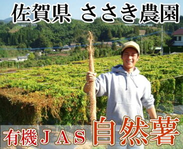 自然薯　家庭用約2kg(3〜6本)(佐賀県　ささき農園)有機JAS無農薬野菜・送料無料・産地直送・オーガニック・訳あり・お徳用