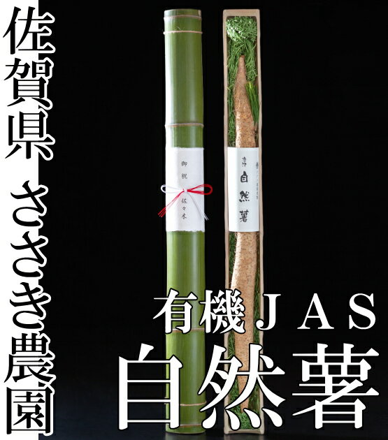 自然薯 贈答用 竹筒入れ 1本(約1.2kg前後) 有機JAS (佐賀県 ささき農園) 産地直送