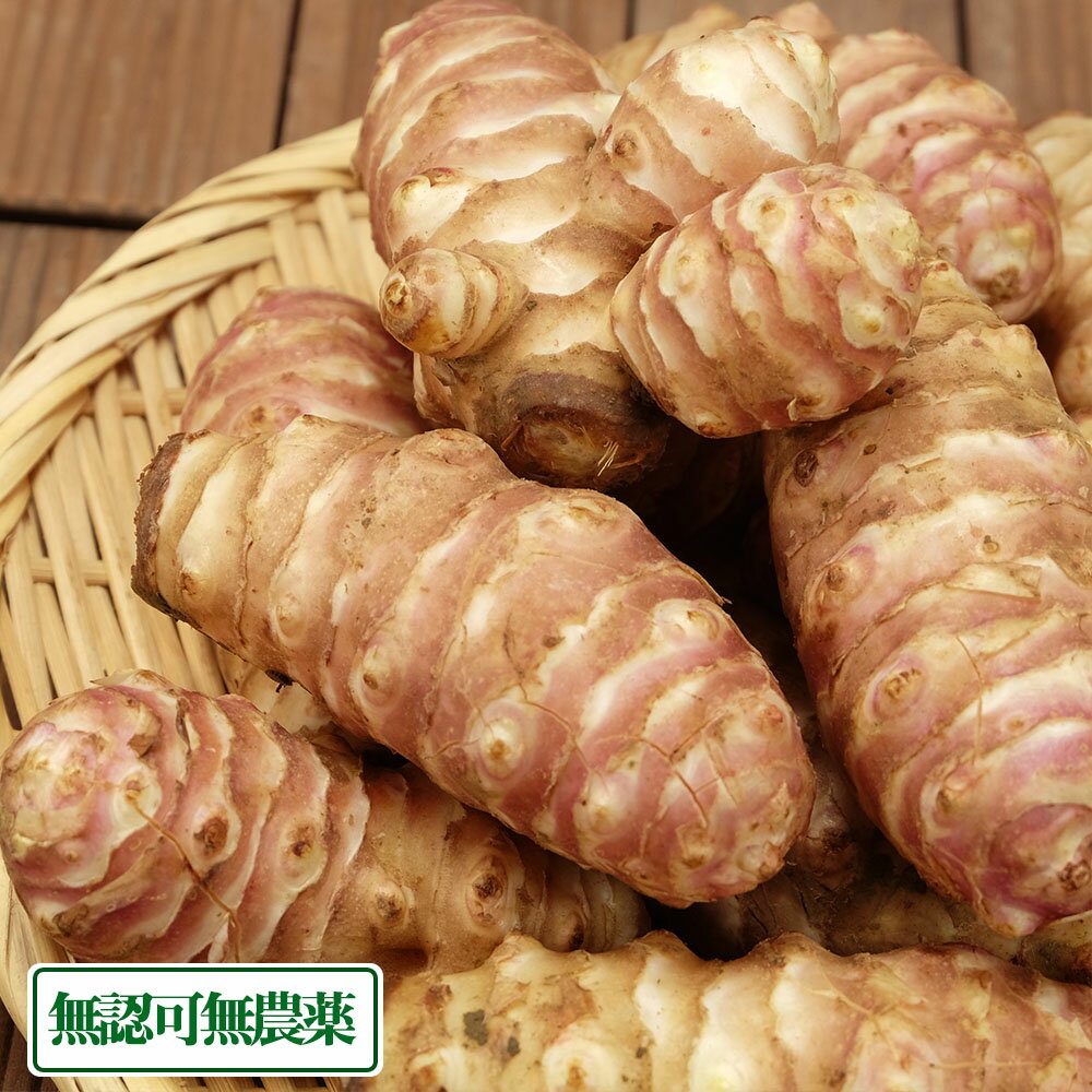 【12月はP10倍★要エントリー】紫菊芋 2kg (福井県 よしむら農園) 無認可無農薬 産地直送