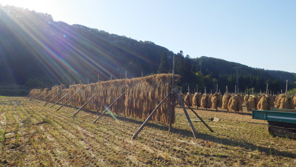 �ݥ����10�ܡ�����ȥ꡼ɬ�ܡ�������7ǯ�ٻ����ĸ�������ΤϤ�����ŷ�����������(���ͥ����) ���� 2kg ������ˡ (�Ŀ��� ���󤴤ä��ե�����) ����ľ��